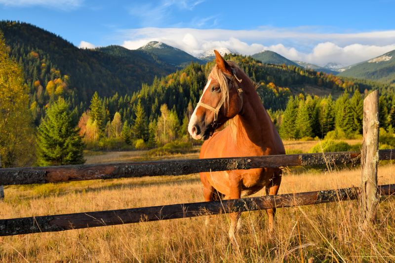 Pasture Fence Replacement